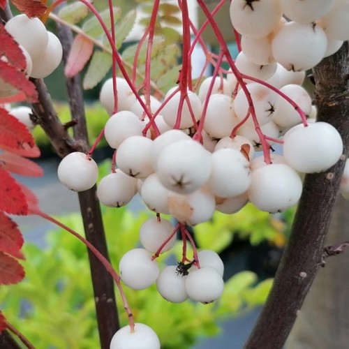 Sorbus White Magic Tree | ScotPlants Direct